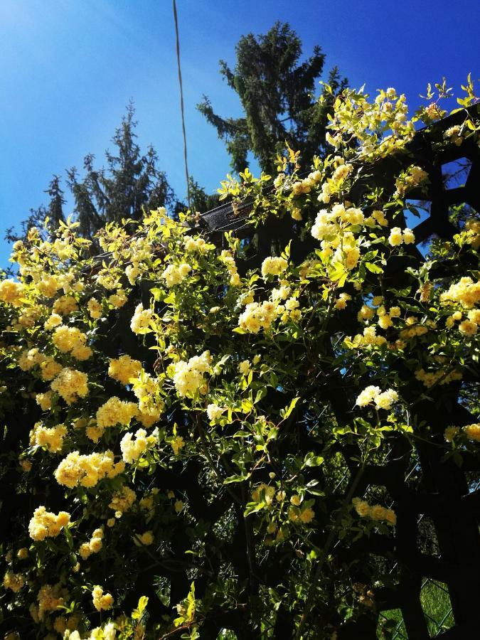 Le Rose Di Mapi Villa Mango Exteriör bild